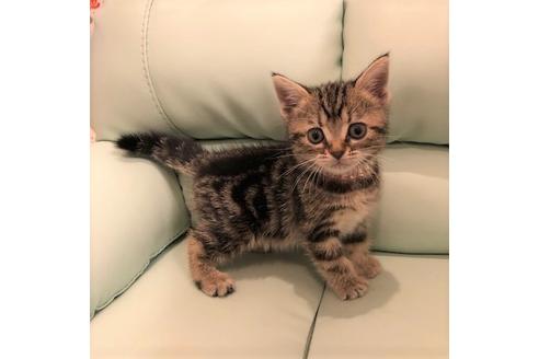 成約済の大阪府のアメリカンショートヘア-5546の4枚目